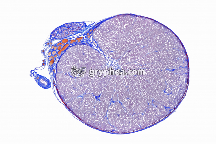 Testicule de Lapin CT x2 - gryphea.com